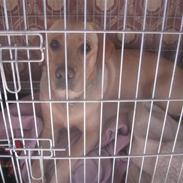 Labrador retriever Santa