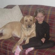 Labrador retriever Santa