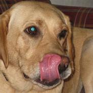 Labrador retriever Santa