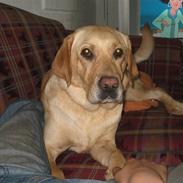 Labrador retriever Santa