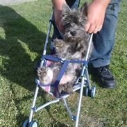 Cairn terrier shadow