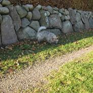 Cairn terrier shadow