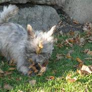 Cairn terrier shadow