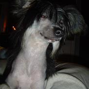 Chinese crested hårløs Frederik knudsen I