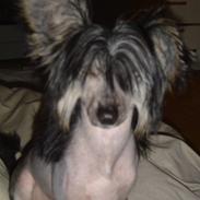 Chinese crested hårløs Frederik knudsen I