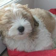 Coton de tulear nemo