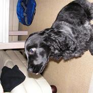 Cocker spaniel Basse(Balou´s bad boy)