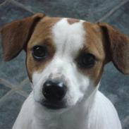 Dansk svensk gaardhund Nala