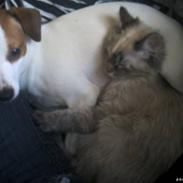 Dansk svensk gaardhund Nala