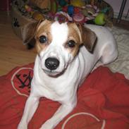 Dansk svensk gaardhund Nala