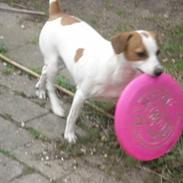 Dansk svensk gaardhund Nala