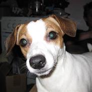 Dansk svensk gaardhund Nala