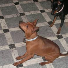Dvaergpinscher Rollo