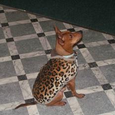 Dvaergpinscher Rollo