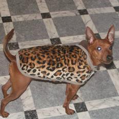 Dvaergpinscher Rollo