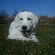 Golden retriever Elvira Madigan