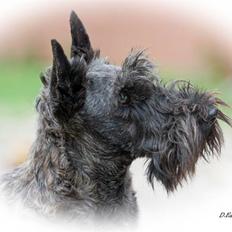 Skotsk terrier Madonna