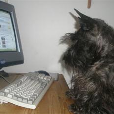 Skotsk terrier Madonna