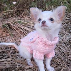 Chihuahua Mazey (Tut)