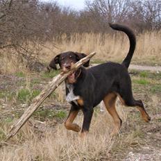 Blanding af racer Kappo