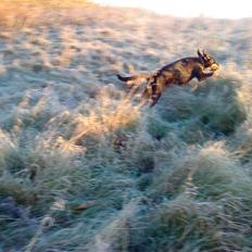 Blanding af racer Kappo