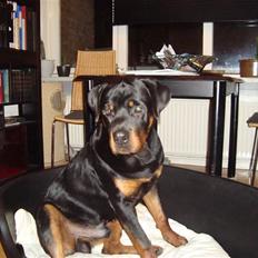 Rottweiler **Ricco** -R.I.P-