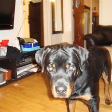 Rottweiler **Ricco** -R.I.P-