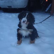 Berner sennenhund Selma