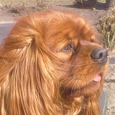 Cavalier king charles spaniel Atti's picture perfect