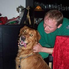 Golden retriever Felix