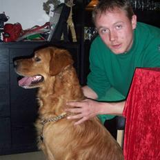 Golden retriever Felix