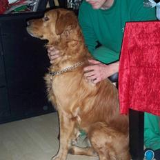 Golden retriever Felix