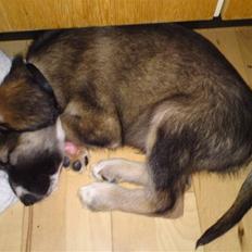 Blanding af racer Tyron