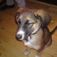 Blanding af racer Tyron