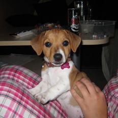 Jack russell terrier Mille