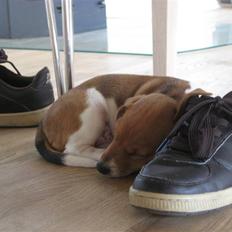 Jack russell terrier Mille