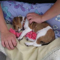 Jack russell terrier Mille