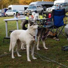 Siberian husky Krølle bølle Avia