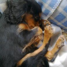 Cavalier king charles spaniel Balou