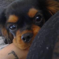 Cavalier king charles spaniel Balou