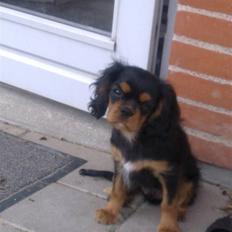 Cavalier king charles spaniel Balou
