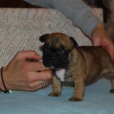 Fransk bulldog Aabech Eleanor