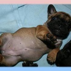 Fransk bulldog Aabech Eleanor