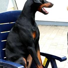 Dobermann *Watchout Diablo*