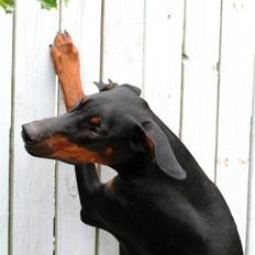 Dobermann *Watchout Diablo*