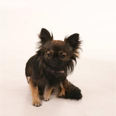 Chihuahua Blackie