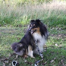 Shetland sheepdog Olliver