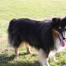 Shetland sheepdog Olliver