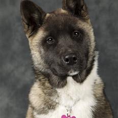 American Akita Zoey<3<3