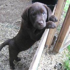 Labrador retriever Aslan